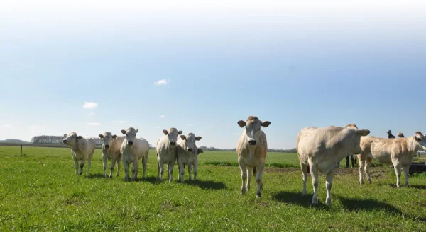 Afbeelding Boerderij Koops