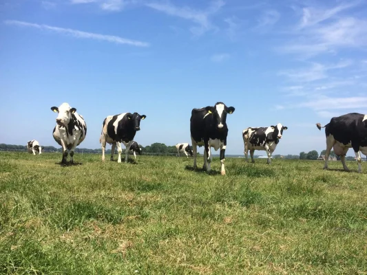 Afbeelding Boerderij Dendoel - Melktap