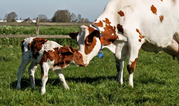 Afbeelding Zuivel-Automaat Johannahoeve