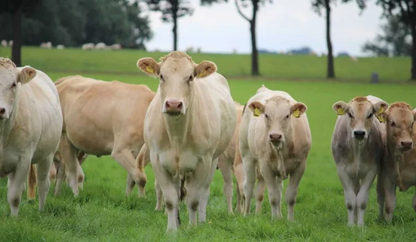 Afbeelding Vlees-veebedrijf Ter Schure