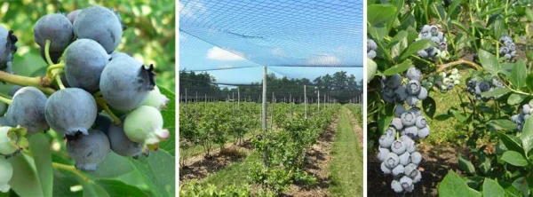 Afbeelding Sparkberry – Blauwe bessenkwekerij