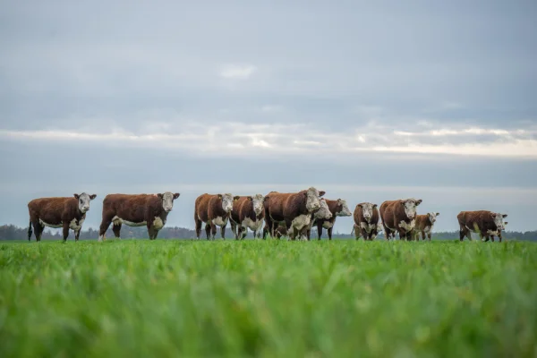 Afbeelding Oer de Wiel