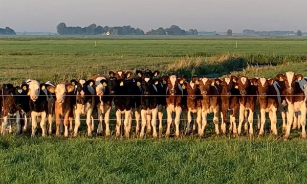 Afbeelding Boer Brunia