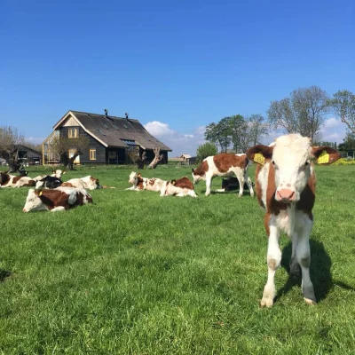Afbeelding De Groene Griffioen