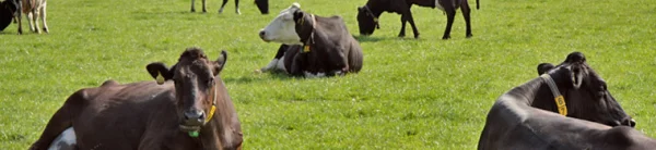 Afbeelding Kefirboerderij De Anna Hoeve