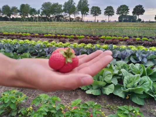 Afbeelding De Bosmantel