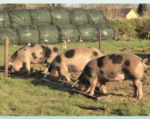 Afbeelding De Boerderij Van Bertus En Riek