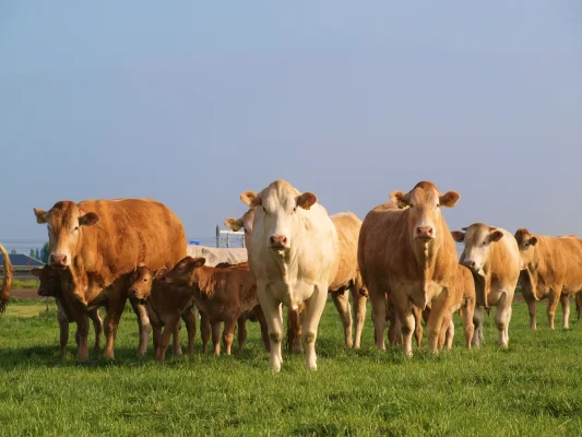 Afbeelding Koppel Boerderijwinkel