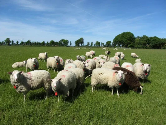 Afbeelding Biologische Schapenmelkerij De Schaapsweide