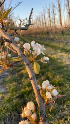 Afbeelding Fruitteeltbedrijf Akkermans