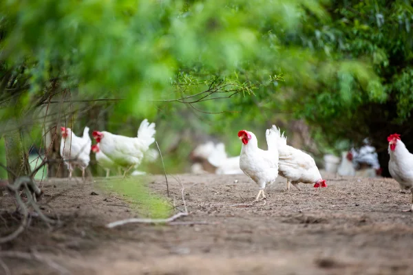 Afbeelding Eibaar eierautomaat