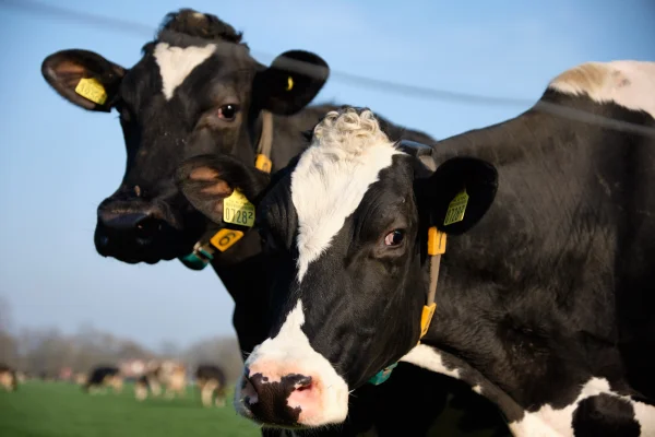 Afbeelding IJsseltap Boerderij Kuijt