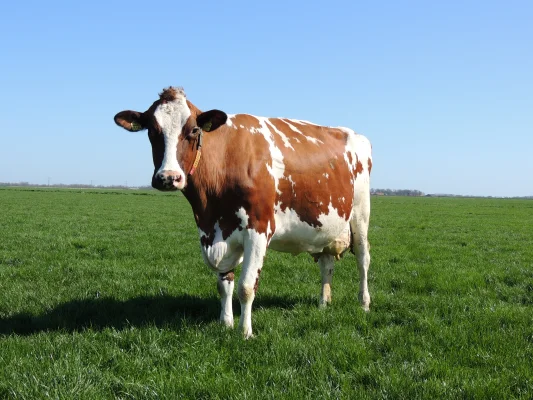 Afbeelding De Zuivelmand