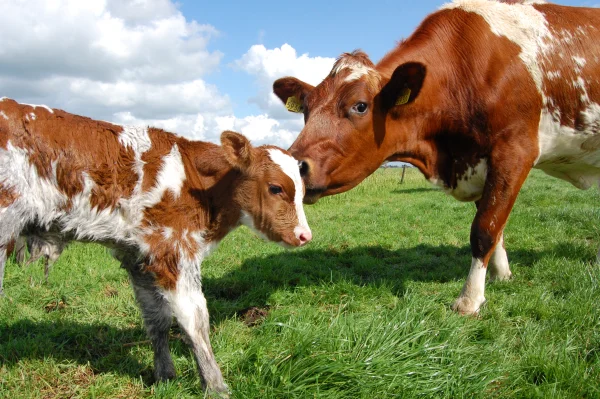 Afbeelding De Beekhoeve