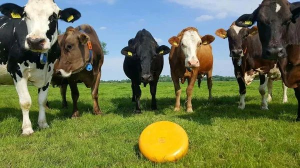 Afbeelding Kaasboerderij aan de Linge