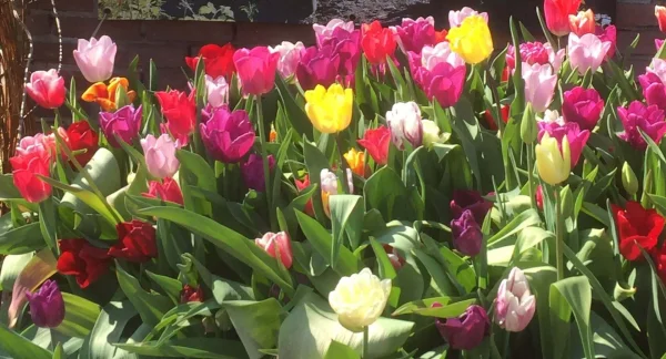 Afbeelding Zorgkwekerij Het Nieuwe Veld