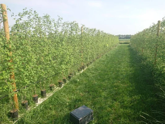 Afbeelding TwenteFruit