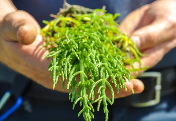 Afbeelding De Heerlijkheid van Wolphaartsdijk