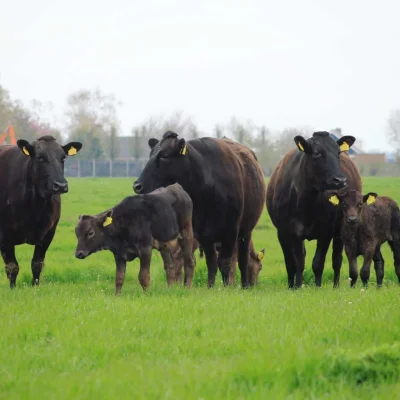 Afbeelding Niesing wagyuvlees