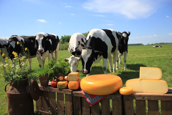 Afbeelding Zuivelboerderij Noordam