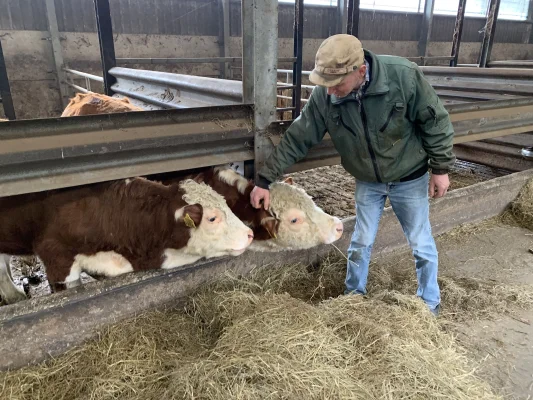 Afbeelding De Kok Herefords