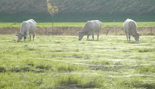 Afbeelding In 't Anker