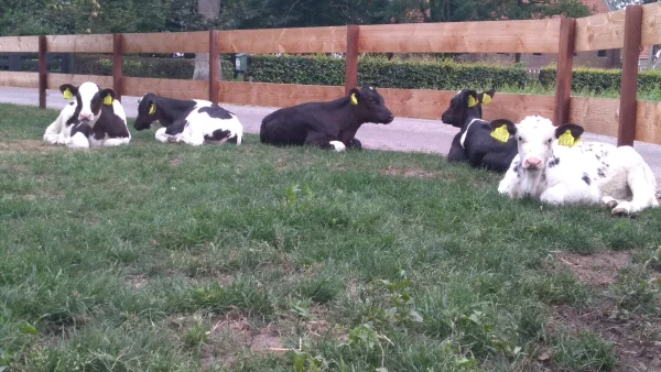 Afbeelding Melktap Nijeveen