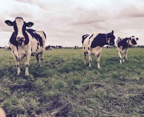 Afbeelding Hoeksche Zuivel