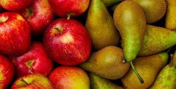 Afbeelding Verbeek fruit en tuinplanten