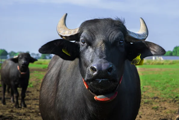 Afbeelding Buffelgaard Verschure