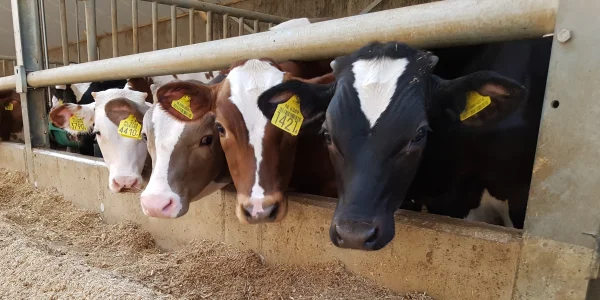 Afbeelding Kalverhouderij de Bont