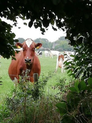 Afbeelding REGGEZUIVEL