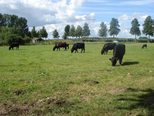 Afbeelding Eenhoorn Aberdeen Angus