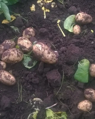 Afbeelding Boerderijwinkel en Boerderijautomaat 't Hofke