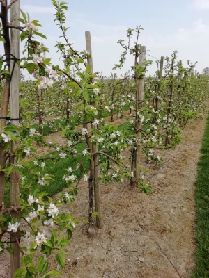 Afbeelding Fruitteeltbedrijf Vereecken