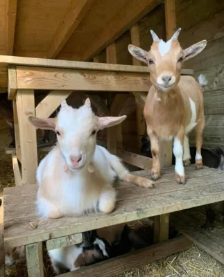 Afbeelding Stadsboerderij Holywood