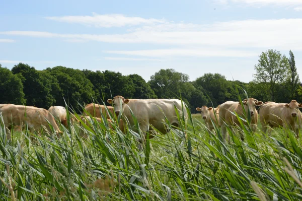 Afbeelding De Leentjeshoeve