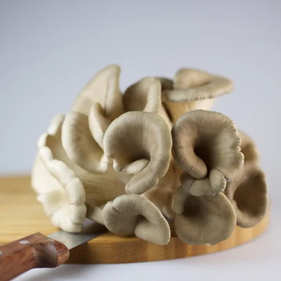 Afbeelding Oesterzwammenkwekerij Van Lieshout