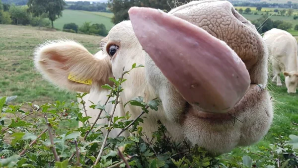 Afbeelding Natuurvallei.nl