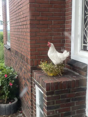 Afbeelding De Liekehoeve