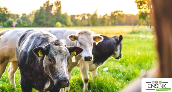 Afbeelding Bijzonder Rundvlees