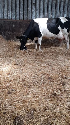 Afbeelding De Heibloem