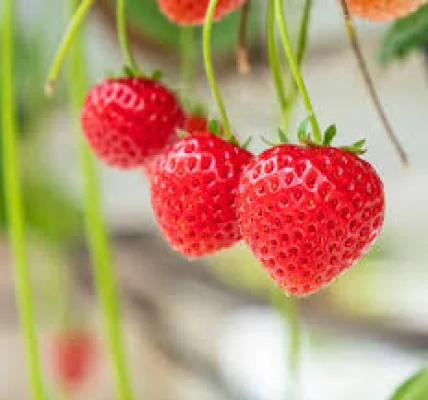 Afbeelding Indoorvolkstuin