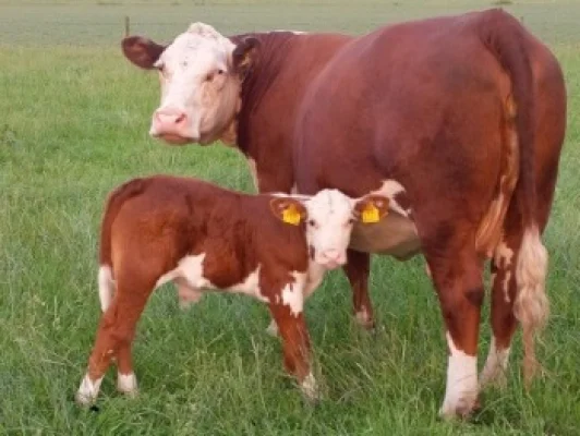 Afbeelding Masto Hereford / Heerlijk Hereford Vlees