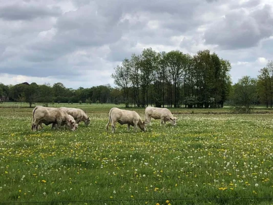 Afbeelding Veersteveldhuis