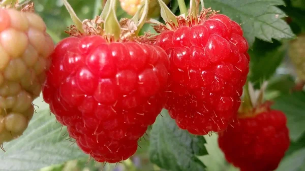 Afbeelding Fruitkwekerij Berkenbroek