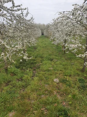 Afbeelding De Walnoothoeve