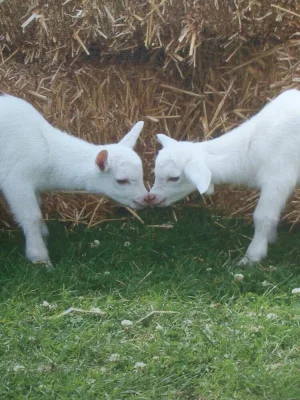 Afbeelding Costa Kabrita