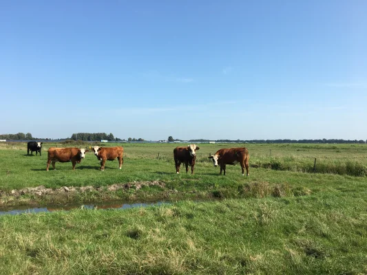 Afbeelding De Scharrelderij