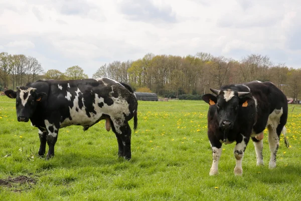 Afbeelding Vleesboerderij JR Groen